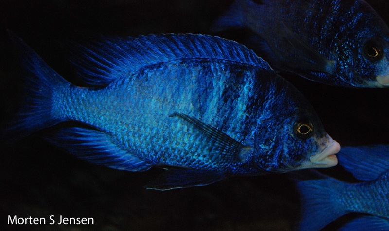 Placidochromis phenochilus 'Mdoka Reef'